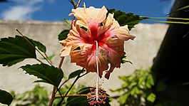 芙蓉,開花,玫瑰