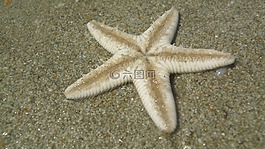 海星,海滩,果阿