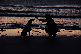 女子,狗,海