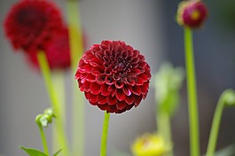 嬌琴紗,花,花花園