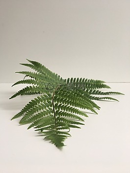 蕨類植物,綠色,葉