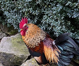哈恩,鳥(niǎo),動(dòng)物