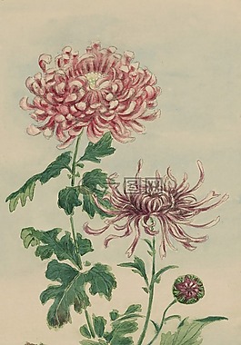 釀酒,水彩,畫