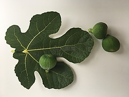 無花果,綠色,遮羞布