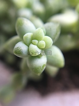 绿色,多汁,植物