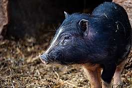 小型豬,豬,動物