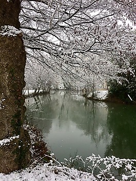 樹,性質(zhì),雪