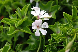 花,天竺葵,花瓣