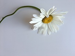 花,白,自然