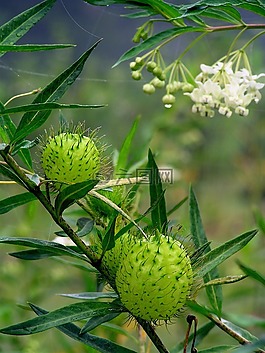 自然,芽,動(dòng)物群
