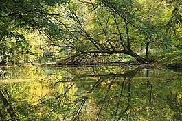 河,樹(shù),葉子
