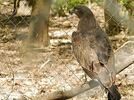 魚鷹,鳥,動物園