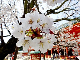 櫻花,樹,寺