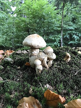 蘑菇,森林,秋季
