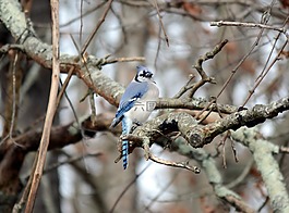 動物,鳥,藍色