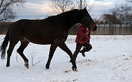 馬,mare,種馬