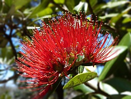 新西蘭,potukawa,樹