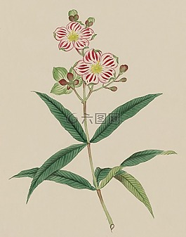 釀酒,水彩,畫
