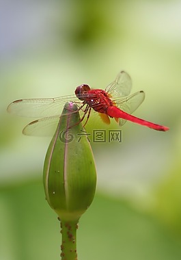 蜻蜓,翼,關(guān)閉