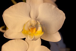 蘭花,白,開花