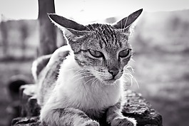 動物,動物攝影,貓