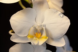 蘭花,白,開(kāi)花