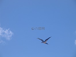 天空,鳥,動(dòng)物