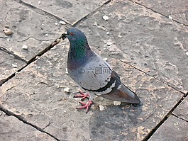 鳥,動(dòng)物,鴿子