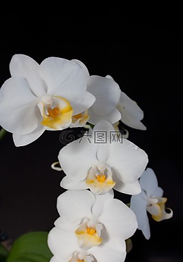 蘭花,白,開花