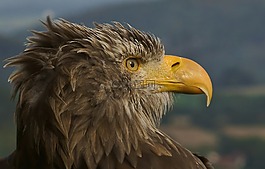 阿德勒,巨大發(fā)現(xiàn)鷹,鷙鳥