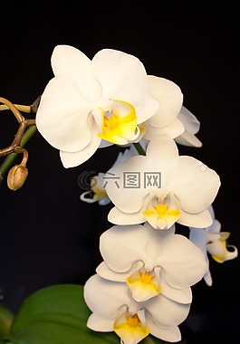 蘭花,白,開花