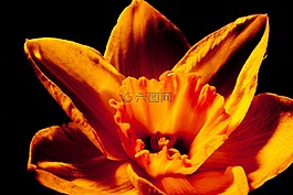 水仙,花,春天
