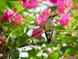鳥,蜂鳥,性質(zhì)