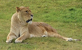 母獅,野生動物園,野生動物