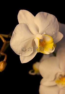 蘭花,白,開花