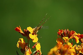 花卉,蝴蝶,快樂
