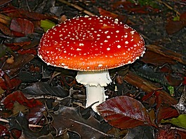真菌,蘑菇,性質(zhì)