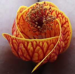 花卉,顏色,性質(zhì)