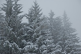 冷杉,雪,冬天風(fēng)景