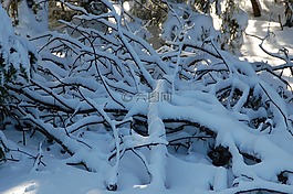 白雪皑皑的分支机构,冬天,雪