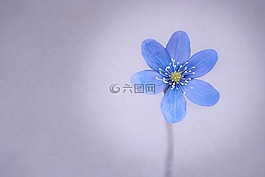 赫帕卡,花,開花