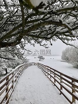 冬天,雪,樹(shù)