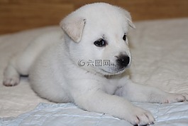 韩国珍岛,狗,小狗