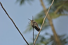 蜂鳥(niǎo),ave,小小鳥(niǎo)