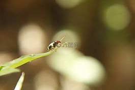 昆蟲,宏,性質(zhì)