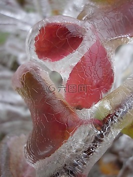 冰,葉子,凍結(jié)的