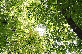 樹,視圖,景觀