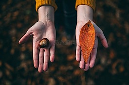 手,棕櫚,葉