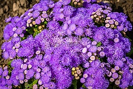 紫色,鮮花,開花