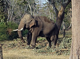 象,印度,塔斯克